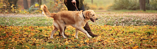 Dog Walking Action Steps