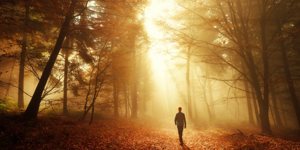 Walk in breathtaking light of the autumn forest